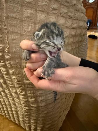 Гнездо с новорожденными котятами