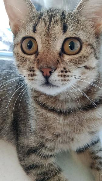 Котенок девочка ищет семью любящую
