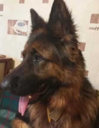 Продам 2,6года  немецкой овчарки длинношерстную