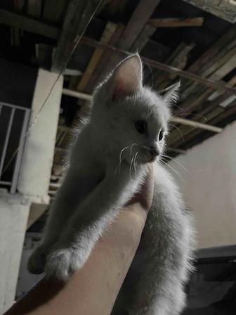 Котенок бесплатно в хорошие руки