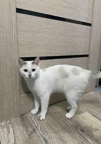 Отдадим кошечку