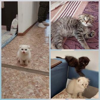 Котята шотландцы 2 месяцев