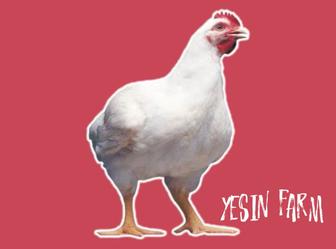 Бройлерные яйца инкубационные РОСС 308 фермерский выбор