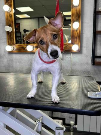 Отдам в хорошие руки собаку породы Джек Рассел Терьер