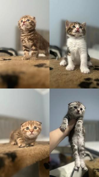 Шотландские котяты