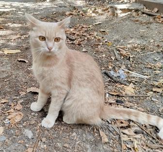 Отдаем кота