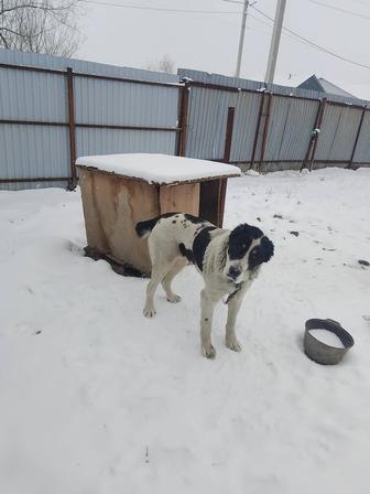 Собаку в хорошие руки