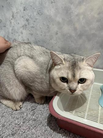 Британская Шиншила