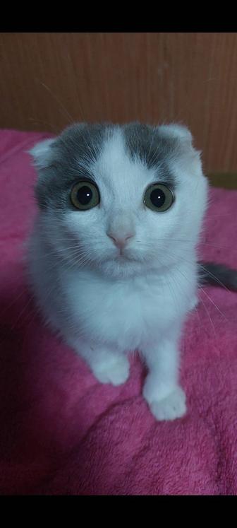 Отдам котят бесплатно