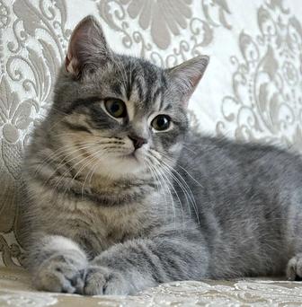 Отдам кота scottish страйт