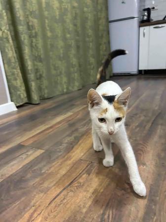 Котенок кошка только в хорошие руки