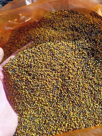 Продам семена желтой горчицы оптом