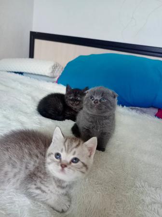 Котята Шотландские