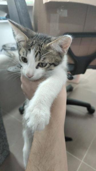 Кошки