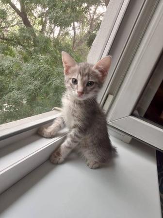 Кошки