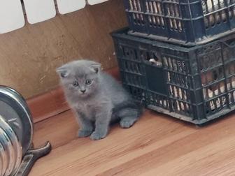 Котята скотиш фолд и скотиш страйт