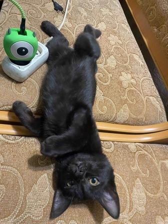 Отдам котенка в добрые руки!