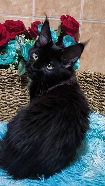 Питомник Мейн Кунов ( черные, Голубые) и др окрасы