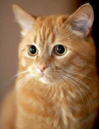 Отдам в добрые руки ласковую кошечку. Очень общительная, аккуратная, игрива