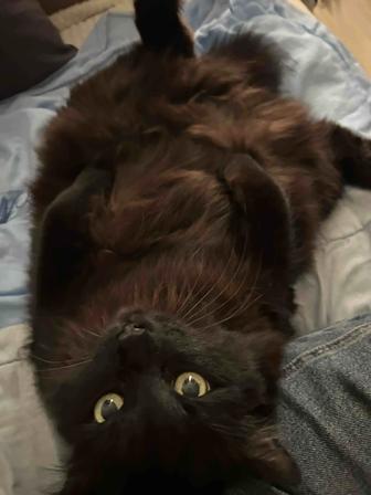 Зооняня/передержка/выгул с заботой о ваших питомцах