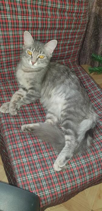 Красавица Белка ищет дом!