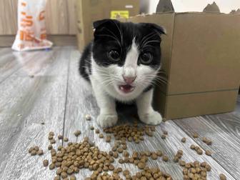 Ищу хозяев для котенка