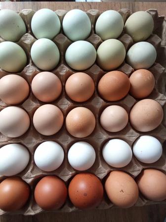 Продам инкубационное яйцо