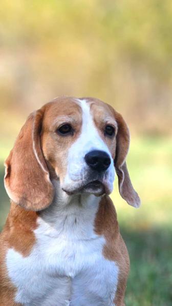 Бигль щенки предзаказ