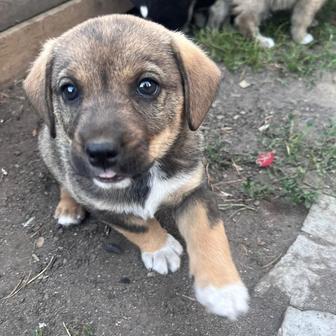 Щенок кобель 2 месяца