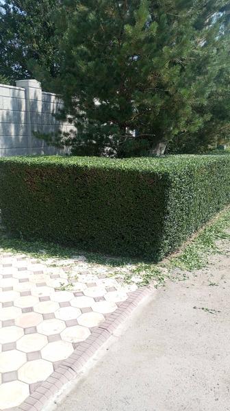 Обрезка живой изгороди,хвойных деревьев.туя ёлка.можжевельник.