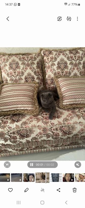 Кошка