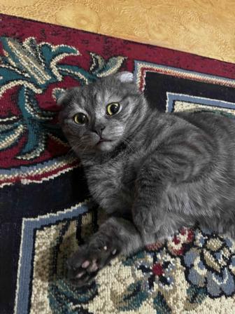 Шотландская вислоухая кошка 5 мес