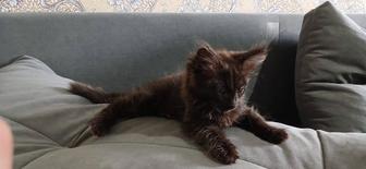 Отдам в хорошие руки. Котенок