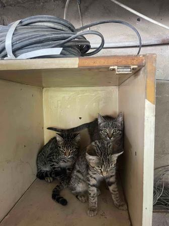 Котенок в добрые руки