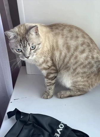 отдам кота в добрые руки