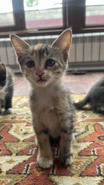Отдам котят бесплатно