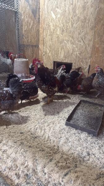 Продам семью кур