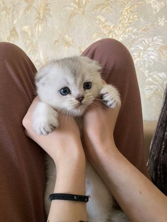 Продажа котят