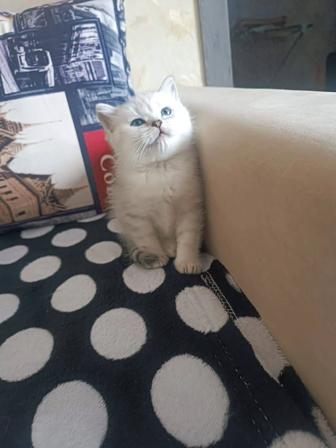 Продажа котят