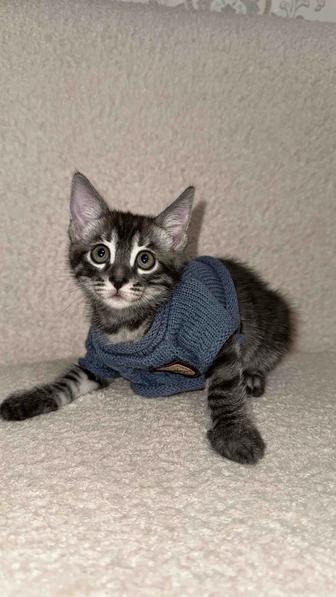 Котенок в добрые руки