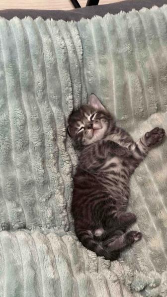 Котенок в добрые руки