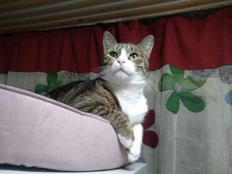 Кошечка Анфиса с приданым и доставкой!