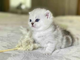 Клубный котик scottish страйт