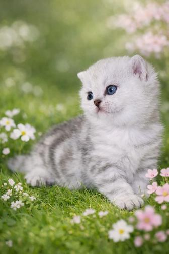 Клубный котик scottish страйт