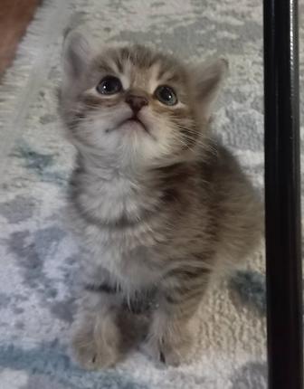 Отдам домашних котят