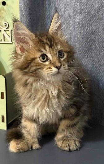 Полидакт Мейн -Кун девочка