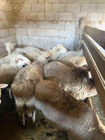 Семіз қойлар сатылады