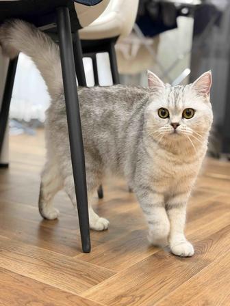 Котенок Британка