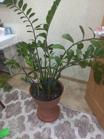 Продам цветок. Долларовое дерево!