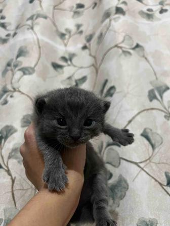 Скотиш Фолд котята